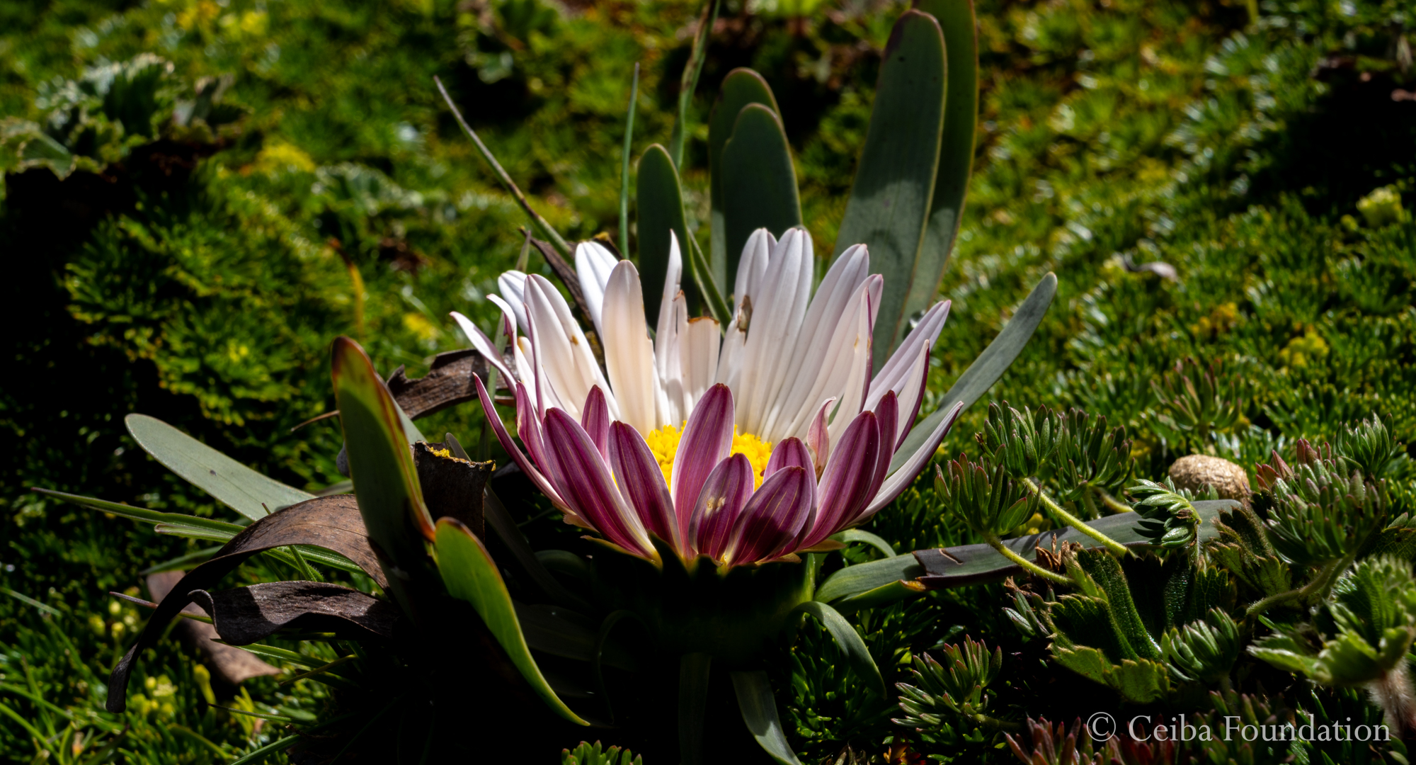 Weneria nubigena